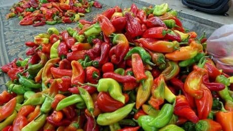 Hasat başladı, çiftçinin yüzü güldü! Denizli’nin coğrafi işaretli ürünü tezgaha iniyor: Gastronomi turizmine katkı sağlayacak