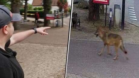 Beelden: wolf bezoekt drukbezochte ijssalon: 'Het was eng'