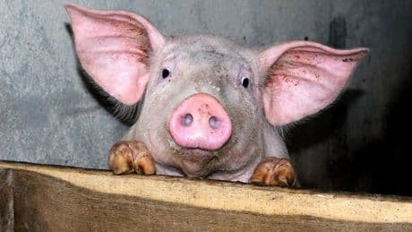 Gries: une ferme et ses animaux laissés à l'abandon depuis que le propriétaire est en prison