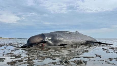 Abgemagerter Wal auf Sylt erschossen