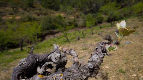 El Priorat se debate entre la sequía, los aranceles de Trump y las nuevas tendencias