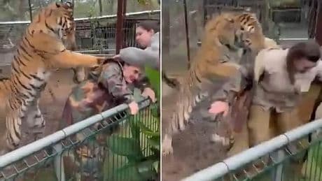 Terrifying moment tiger attacks vet through wire fence at zoo