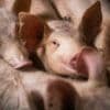 Pourquoi des scientifiques habillent des porcs et les enterrent pour lutter contre les cartels ?