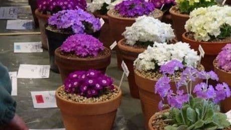 Plant lovers in Livingston later this month for Scotland’s Autumn gardening event