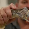 The poison paradox: How Australia's deadliest animals save lives