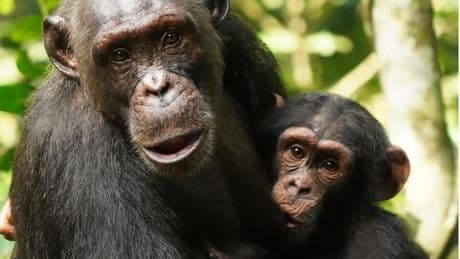 La lección de crianza de los chimpancés: sus crías no sufren trastornos del apego que sí aparecen en el ser humano
