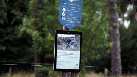 ’Probleemwolf’ Bram mogelijk ook betrokken bij bijtincident in Utrecht