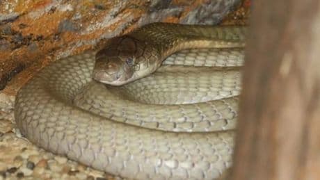 La asombrosa reacción de un bebé de un año al ver una cobra: le ha salvado la vida