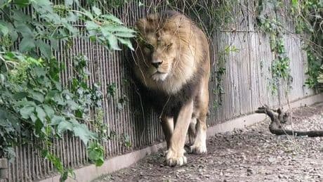 'I gave my daughter's pony to a zoo to be eaten by lions - I have no regrets'