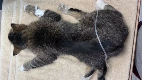 'One in a million' cat born with SIX legs after absorbing her twin