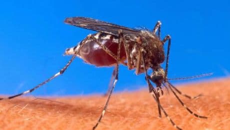 Alerta mundial por el brote de chikungunya en China: 7.000 infectados y medidas que recuerdan a la pandemia
