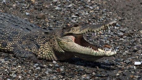 Indonesien: Krokodil tötet Mann auf Sumatra