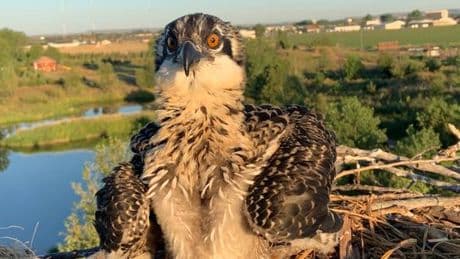 Les déchets plastiques présents dans les nids d’oiseaux à l’origine d’enchevêtrements mortels pour les oisillons