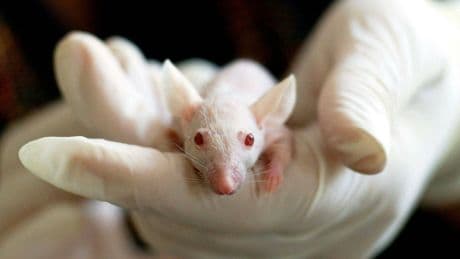 Inyectan ADN humano en el de ratones y empiezan a resolver el gran misterio de nuestro cerebro