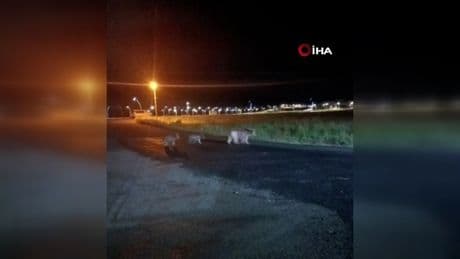 Anne ayı ve yavrularının gece gezintisi kamerada