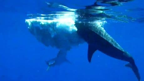 Así es como dos especies de tiburón gigante comparten 'festín'