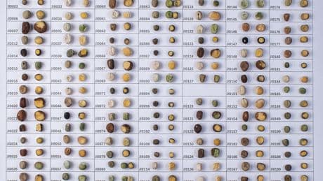 Los secretos del legado de Mendel quedan al descubierto 160 años después, en un estudio masivo con guisantes