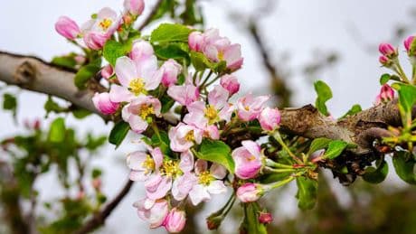 Agrar: Obstblüte im Alten Land etwas früher als im Durchschnitt