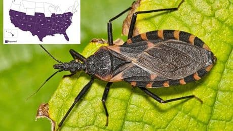 Deadly new condition is in the US to STAY, experts say: Here's how to spot symptoms early