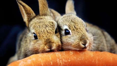 Scottish SPCA workers balloted for strike action