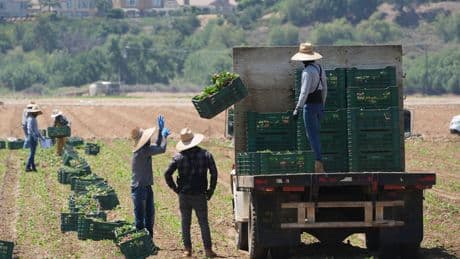 Immigration raids on California farms seen threatening businesses supplying America's food
