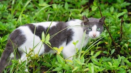 Vermisste Haustiere: Was tun, wenn die Katze nicht nach Hause kommt?