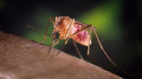 West Nile, un altro morto e 275 casi in Italia. Andreoni: «Il virus è tra noi?». Si espande anche al Nord