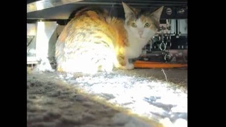 Katzen-Einsatz am Airport Düsseldorf: Wie Cloé acht Stunden lang „Katz und Maus“ am Flughafen spielte