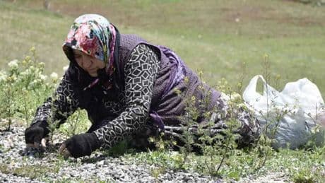 Karslı kadınların dağ, tepe mesaisi başladı! Yüzlerce yıldır toplanıyor, yığınlar şifaya dönüşüyor