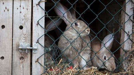 'I let a zoo feed my pet rabbit to the tigers, it was a super-nice experience'
