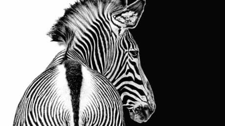 In Tech, Everyone Loves A Unicorn—Here’s Why Running A Zebra Is Better