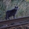 Les manifestants voulaient s’en prendre à un tueur de chats et vandalisent la mauvaise maison