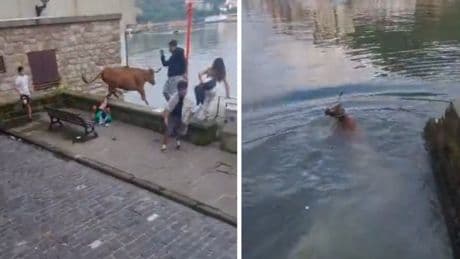 Susto en Pasajes tras caer una vaquilla al agua durante las fiestas