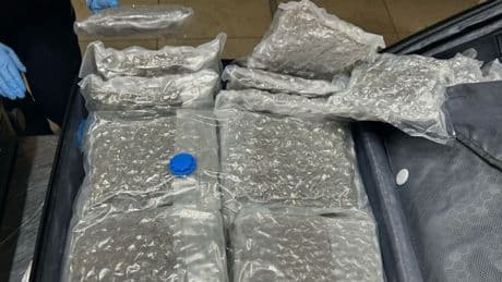 Größter Drogenfund am Flughafen BER - Zollhündin erschnüffelt 68 Kilo Cannabis im Koffer