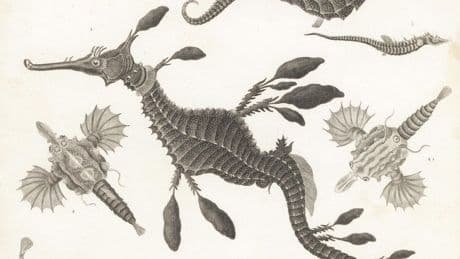 A Biologist Highlights 3 Aquatic Animals You Didn’t Know Existed. Hint: One Is David Attenborough’s Favorite Creature