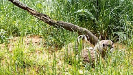 Tiere: Neue Bewohner im Tierpark Suhl