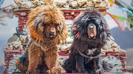 Las razas caninas originarias de China, de cazadores milenarios a compañía de la nobleza en los palacios