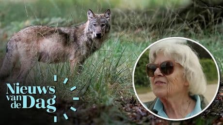Wandelaar na bijtincident met wolf: ‘Ze hadden hem nooit toe moeten laten’