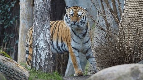 Leipzig: Zoo schläfert drei Tigerbabys ein