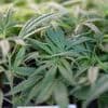 Sorge vor Missbrauch: Warken plant strengere Regeln für Abgabe von Medizin-Cannabis