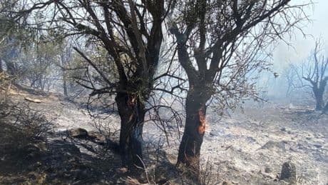 İzmir'de ormanlık alanda yangın çıktı: Havadan ve karadan müdahale başladı
