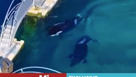 Theme park left abandoned and 'frozen in time' where Orca whales still alive left to rot