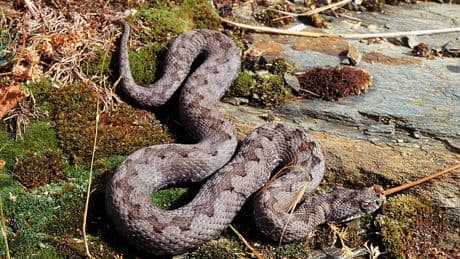 Mitos y verdades sobre mordeduras y picaduras venenosas: cuánto ocurren y cómo actuar