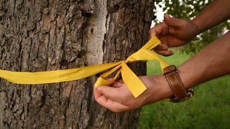 Hannover: Gelbes Band am Baum – Hier ist Naschen erlaubt