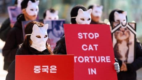 « Chats amputés, démembrés, brûlés, attachés, étranglés, sans peau, pendus, crucifiés, et toujours vivants » : « Libération » révèle un nouveau pan de la torture en ligne