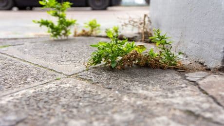 Fugen im Garten reinigen: So entfernen Sie effektiv das Unkraut aus den Ritzen