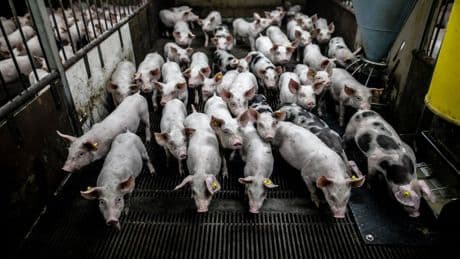 Voor het eerst in decennia minder dan 10 miljoen varkens in Nederland