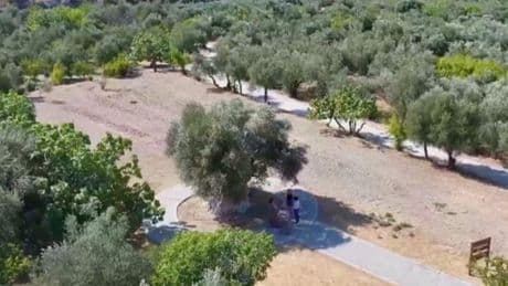 1316 yaşındaki ağaç zeytin vermeye devam ediyor