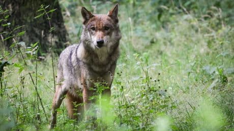 Jagdgesetz soll im Eiltempo kommen - Agrarminister will Wolf zum Abschuss freigeben