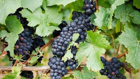 Lese beginnt: Guter Ertrag: Winzer erwarten gute Weinlese in Brandenburg